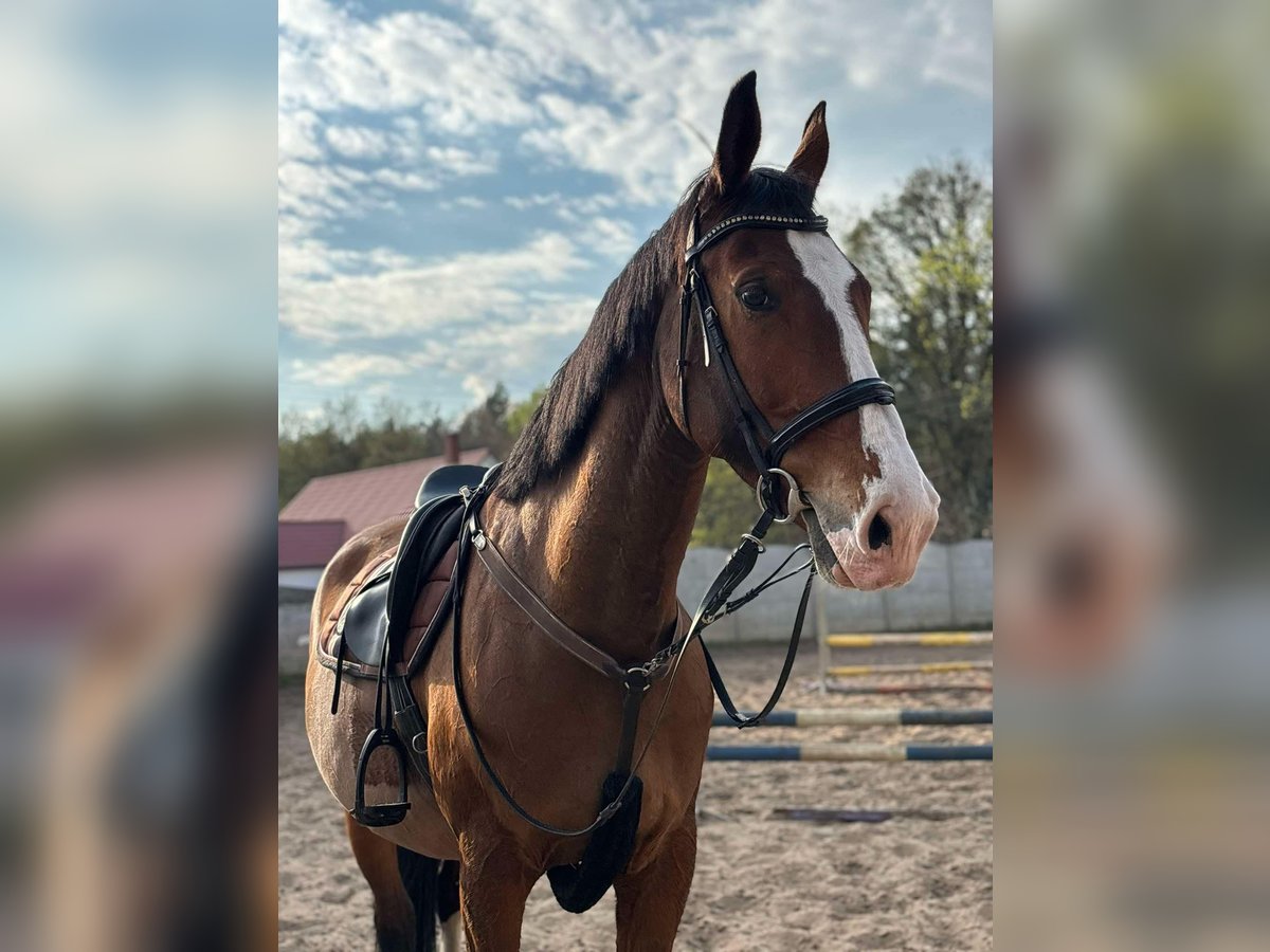 Mezzosangue Polacco Giumenta 10 Anni 165 cm Baio ciliegia in Lemierzyce