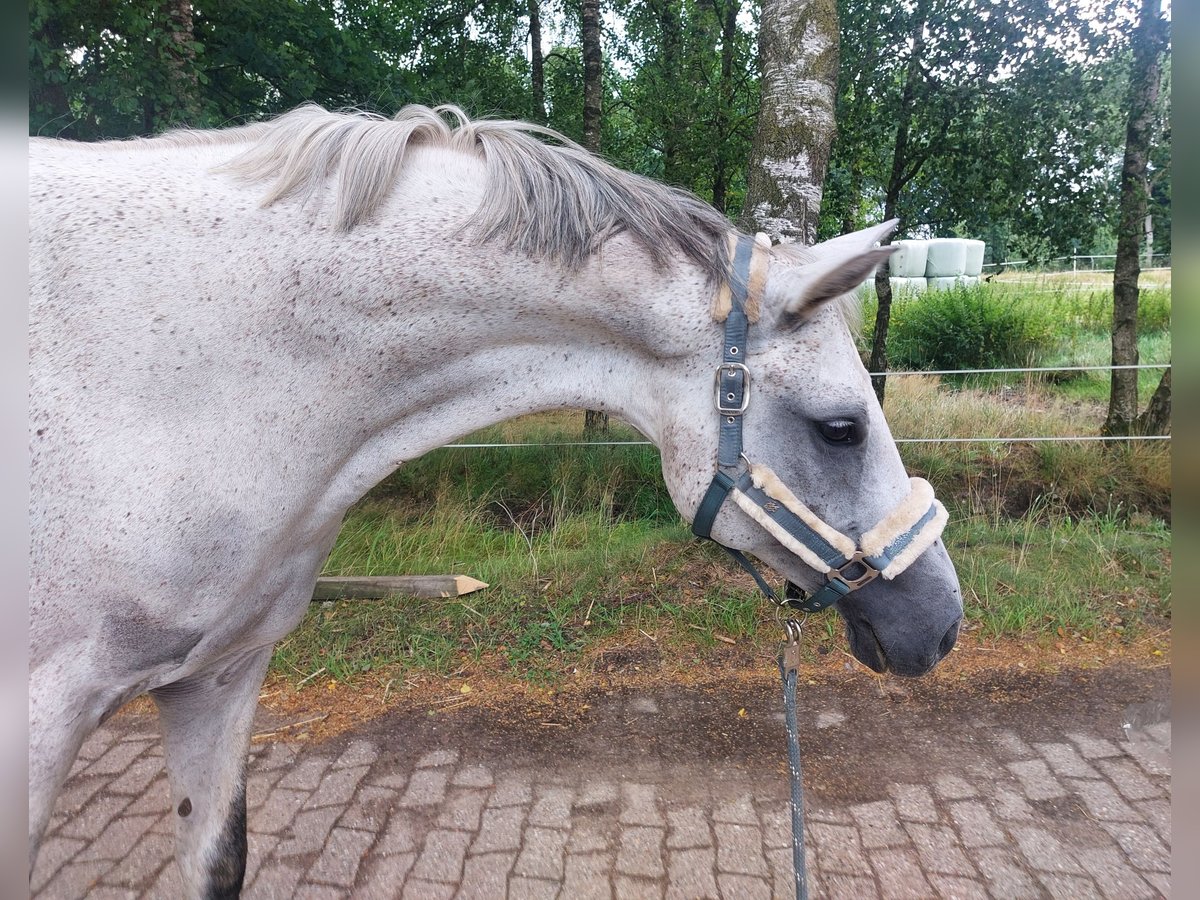 Mezzosangue Polacco Giumenta 12 Anni 156 cm Grigio in Riede