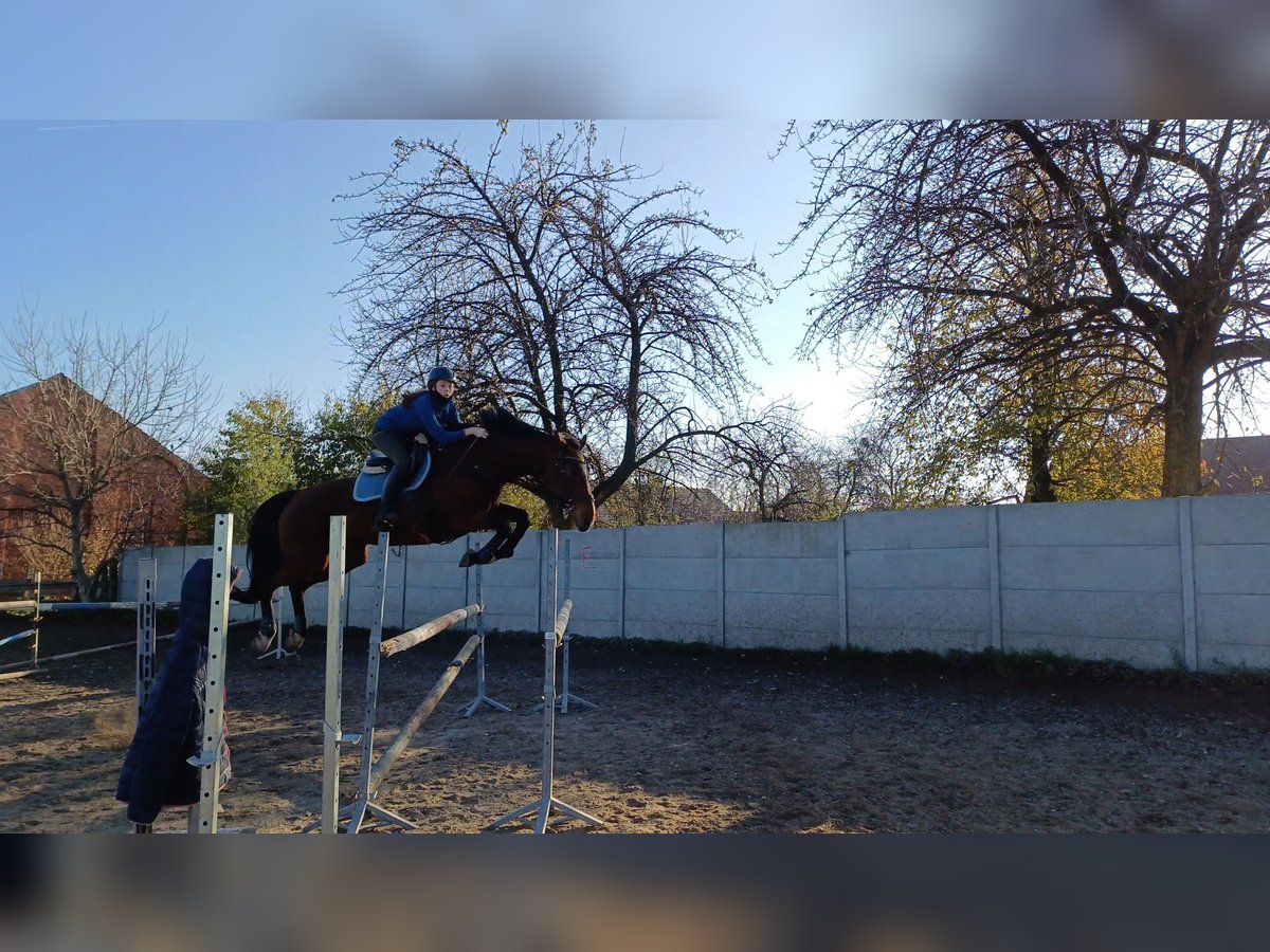 Mezzosangue Polacco Giumenta 14 Anni 170 cm Baio in Kędzierzyn-Koźle