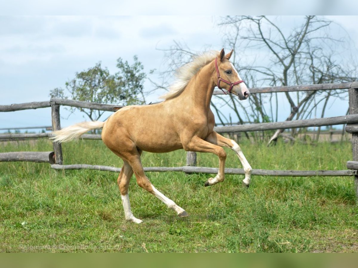 Mezzosangue Polacco Giumenta 1 Anno 168 cm Palomino in Kamieniec Wrocławski