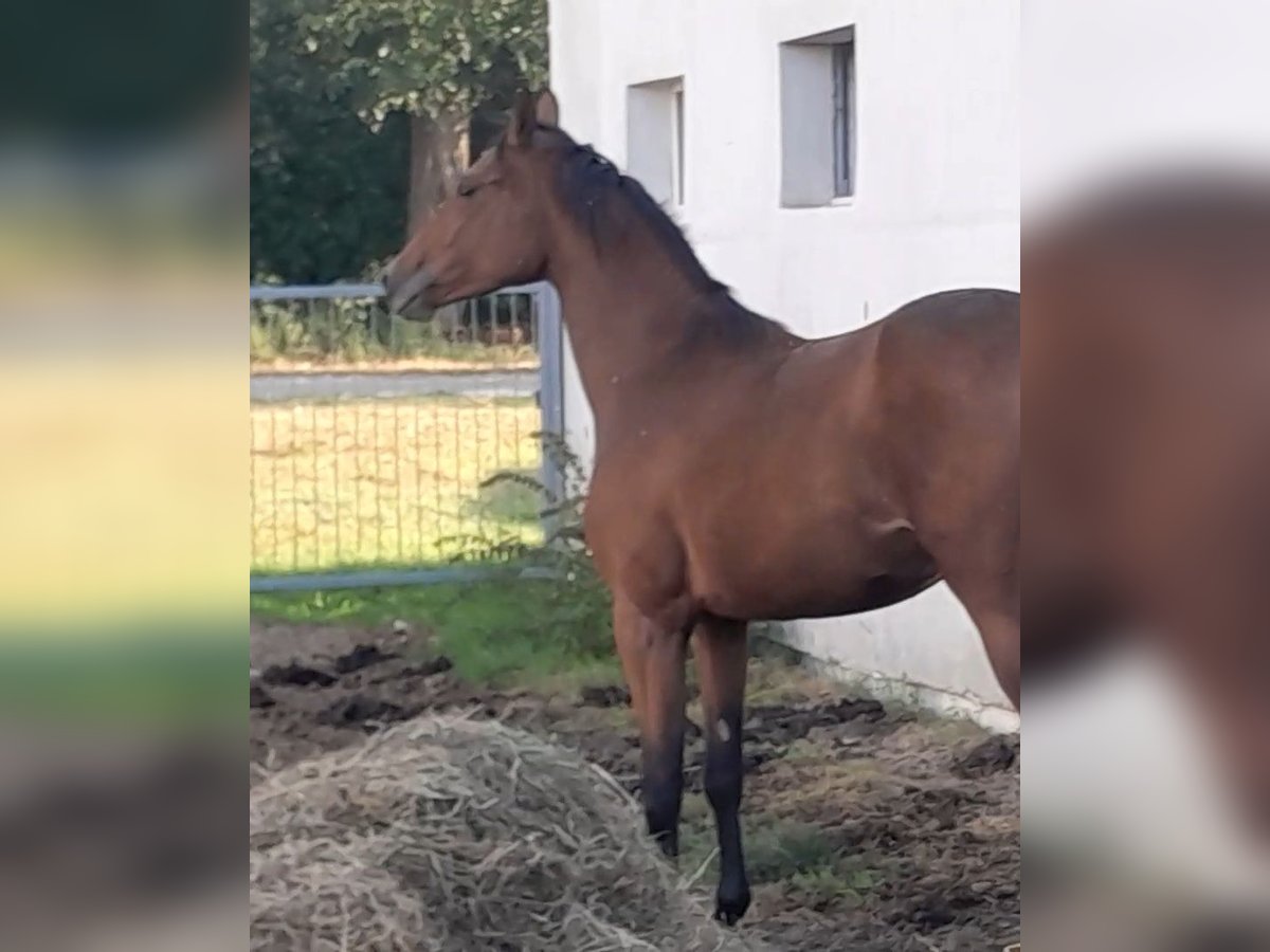 Mezzosangue Polacco Giumenta 2 Anni 165 cm Baio in Malbork