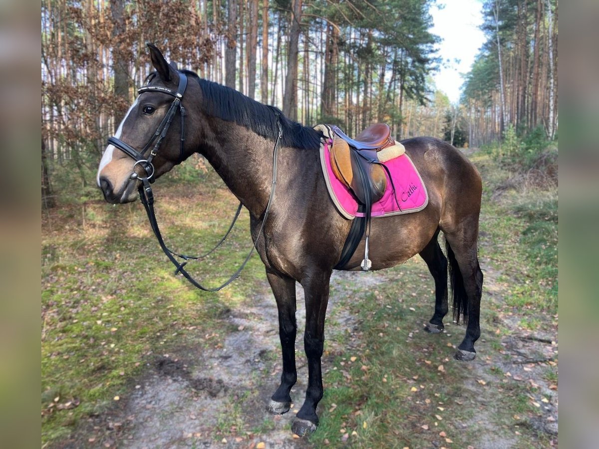 Mezzosangue Polacco Giumenta 3 Anni 152 cm Baio nero in G&#xF6;rlitz