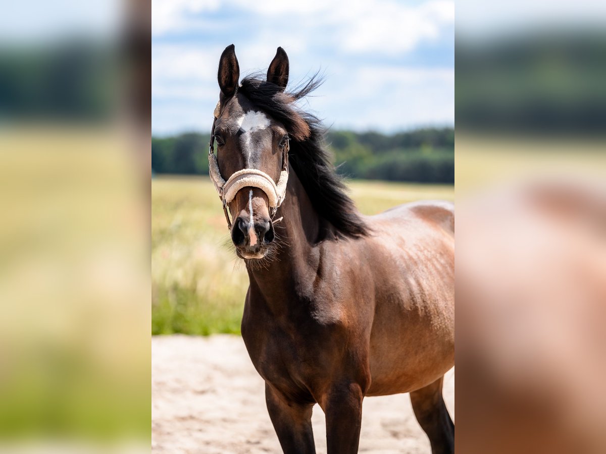 Mezzosangue Polacco Giumenta 3 Anni 166 cm Baio scuro in Knur&#xF3;w