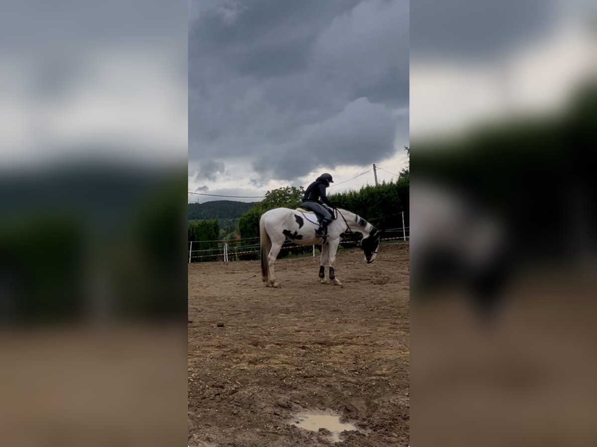 Mezzosangue Polacco Giumenta 3 Anni 170 cm Pezzato in Gródek nad Dunajcem