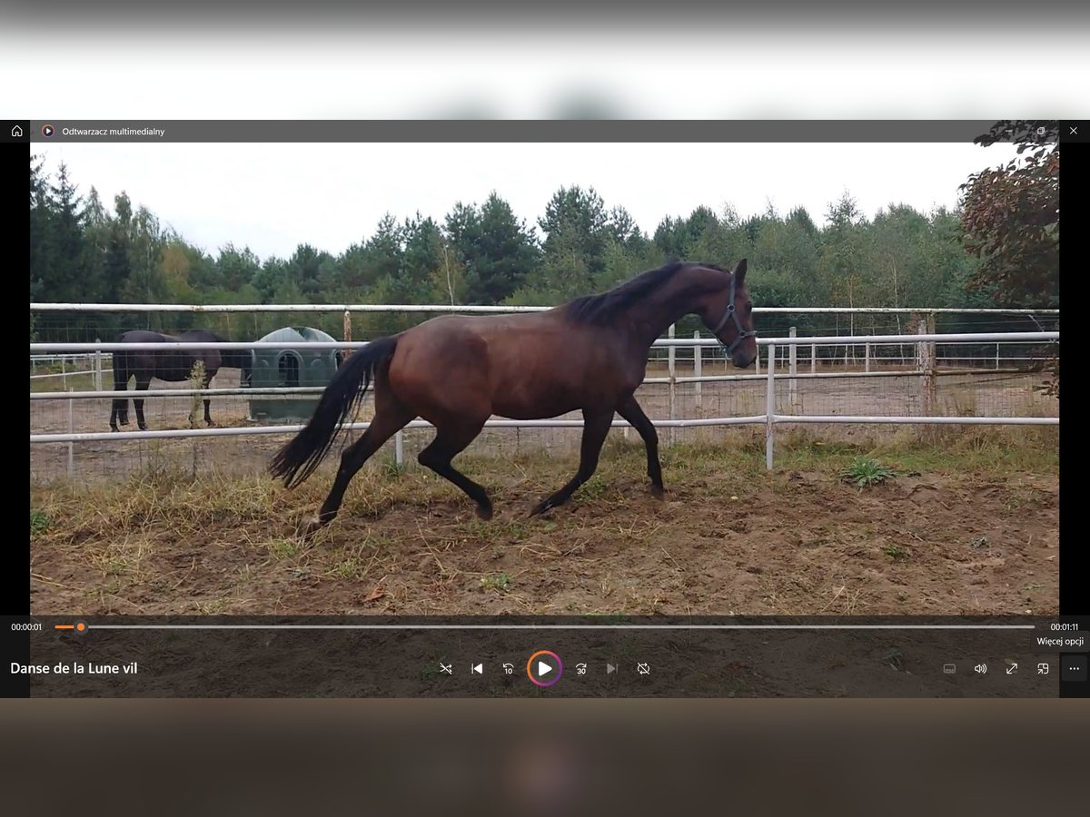 Mezzosangue Polacco Giumenta 3 Anni 172 cm Baio ciliegia in SalnoKoronowo