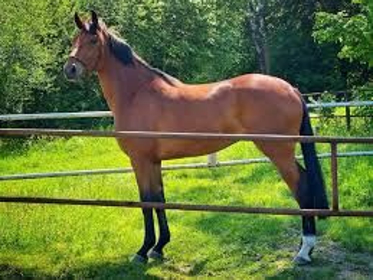 Mezzosangue Polacco Giumenta 4 Anni 163 cm Baio ciliegia in Chojnice