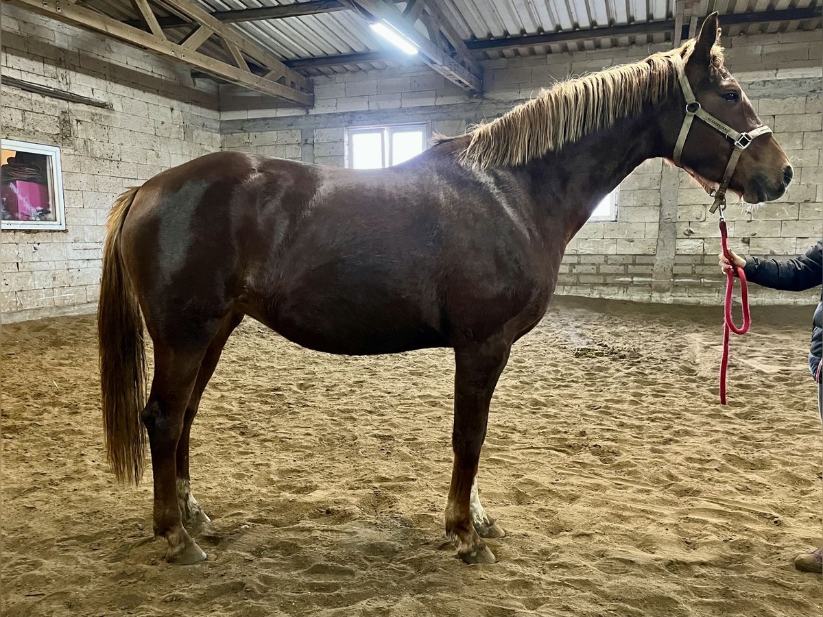 Mezzosangue Polacco Giumenta 4 Anni 164 cm Sauro scuro in Chełmża