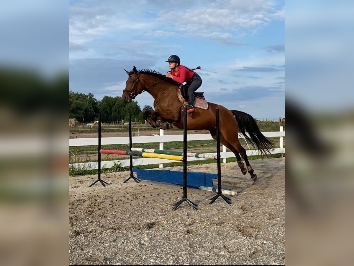 Mezzosangue Polacco Giumenta 4 Anni 165 cm Baio in Drezdenko