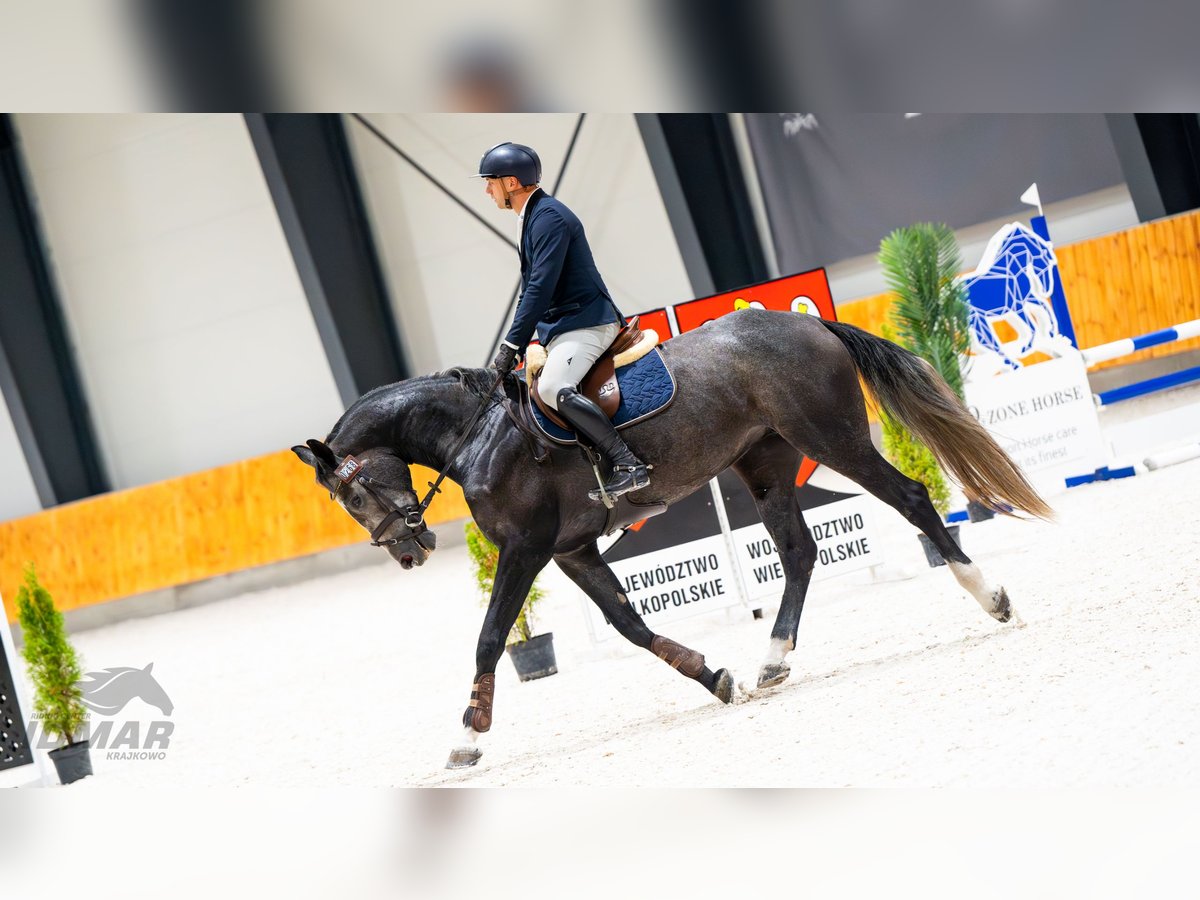 Mezzosangue Polacco Giumenta 4 Anni 174 cm Leardo in Poznań