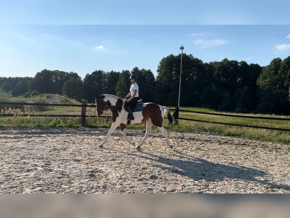 Mezzosangue Polacco Giumenta 5 Anni 172 cm Pezzato in Zwierzyniec