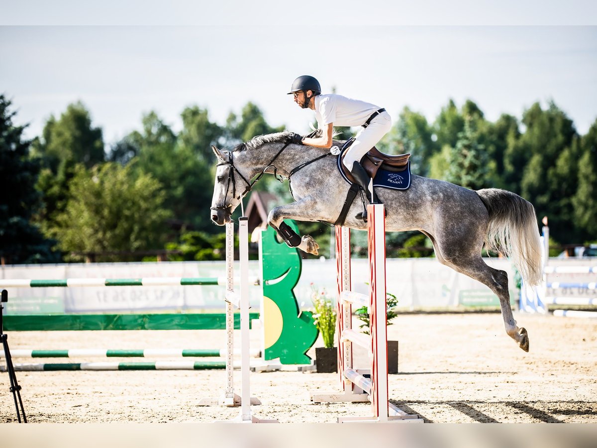 Mezzosangue Polacco Giumenta 6 Anni 170 cm Grigio in Ochaby Wielkei