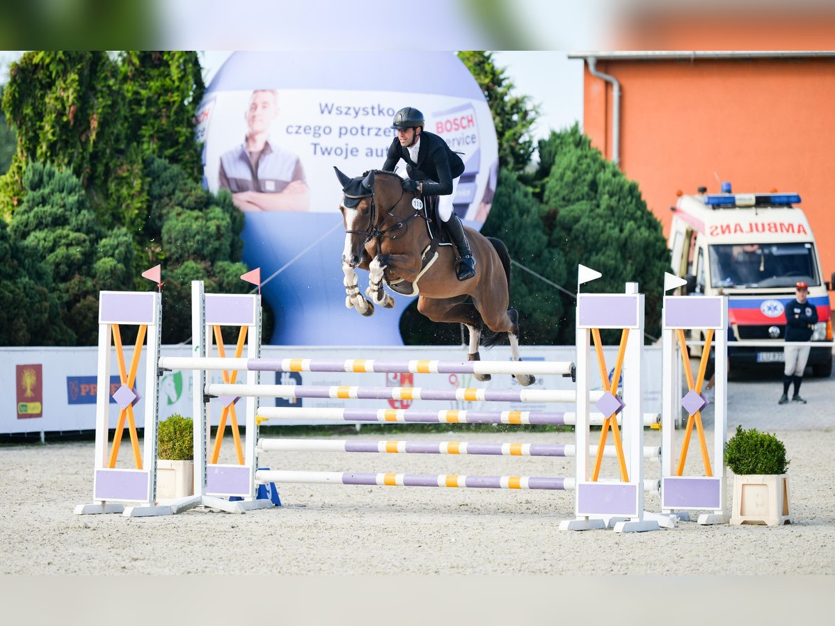 Mezzosangue Polacco Giumenta 6 Anni 175 cm Baio ciliegia in G&#x142;owno