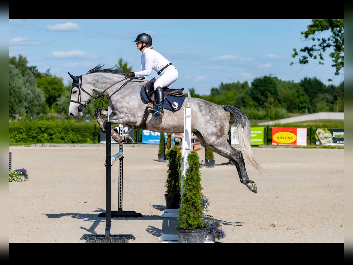 Mezzosangue Polacco Giumenta 7 Anni 166 cm Grigio in Kraków Mezzosangue Polacco Giumenta 7 Anni 166 cm Grigio in Kraków