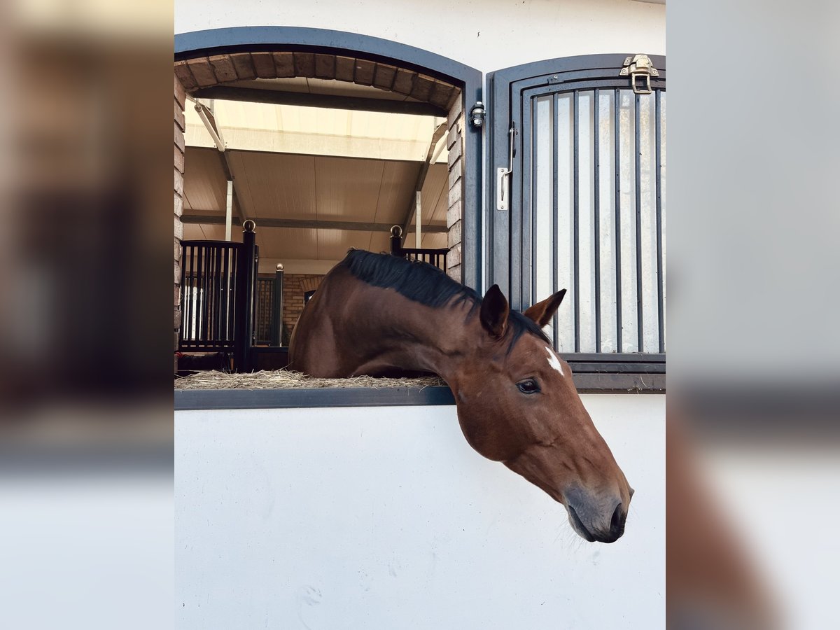 Mezzosangue Polacco Giumenta 7 Anni 173 cm Baio in Brzoza