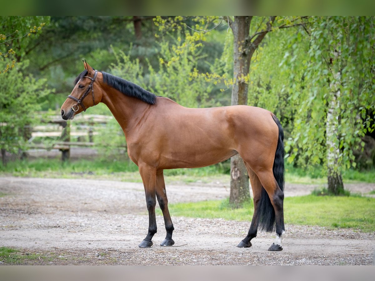 Mezzosangue Polacco Giumenta 8 Anni 170 cm Baio in Secymin Polski