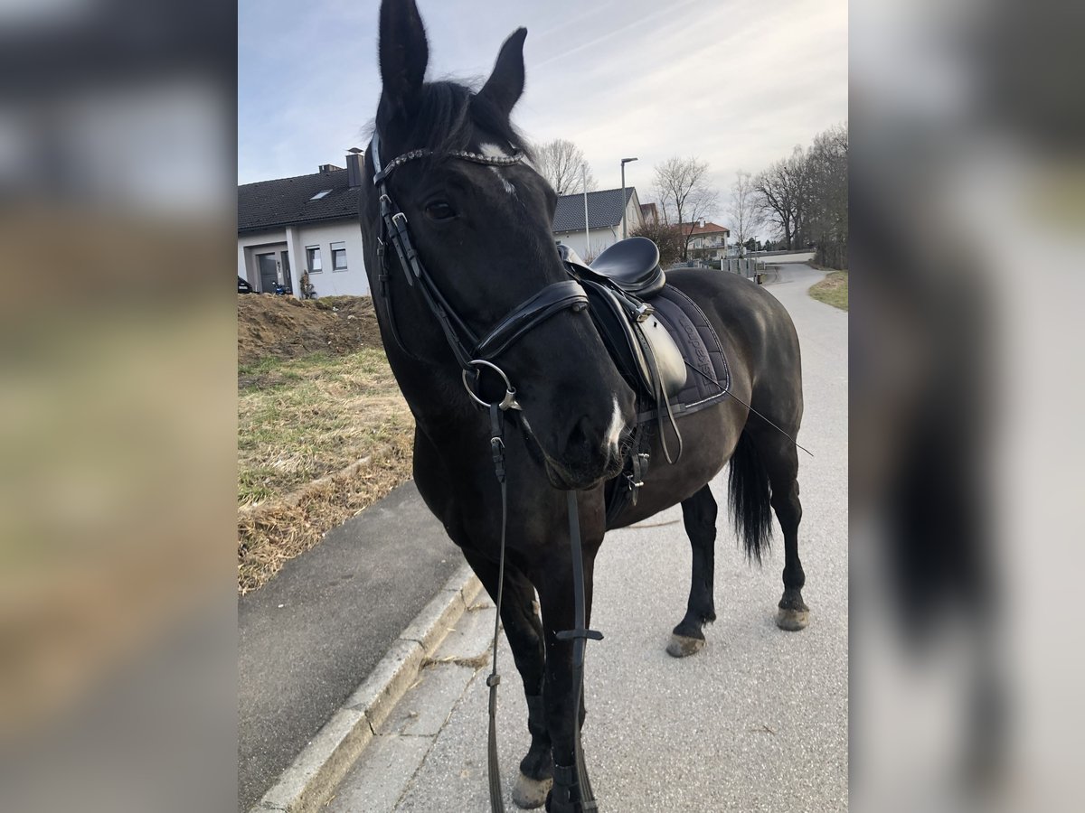 Mezzosangue Polacco Giumenta 8 Anni 172 cm Morello in Pöttmes