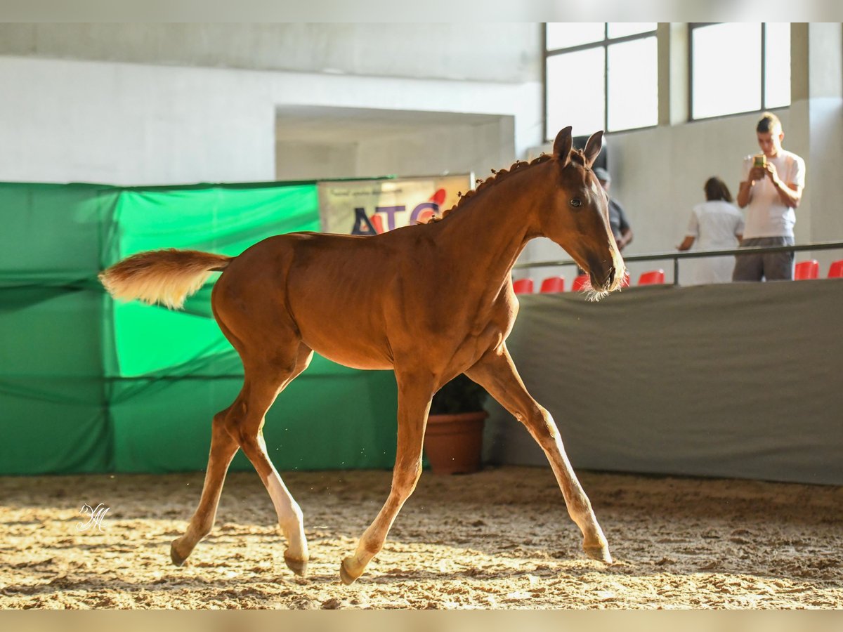 Mezzosangue Polacco Giumenta  170 cm Sauro in Warszowice