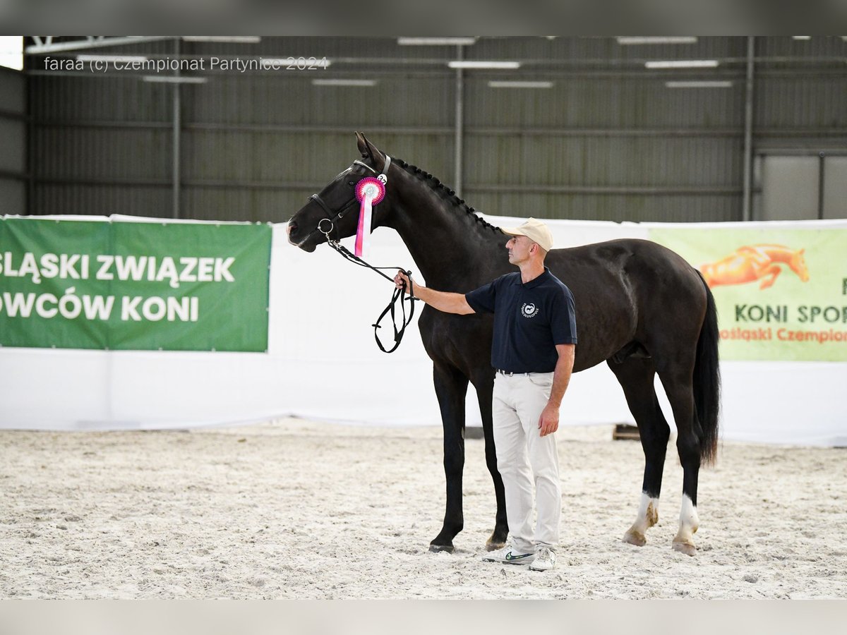 Mezzosangue Polacco Stallone 2 Anni 170 cm Morello in Ząbkowice Śląskie