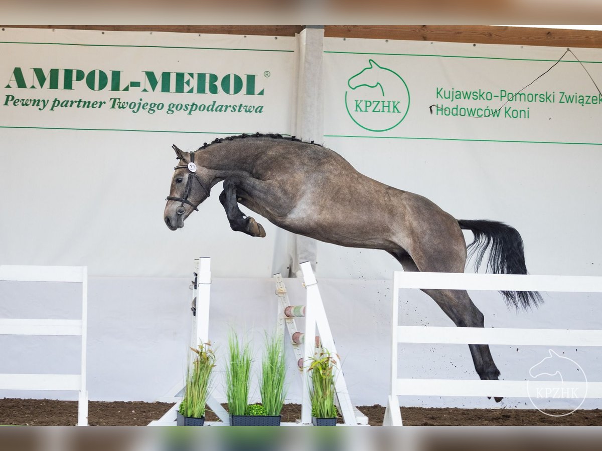 Mezzosangue Polacco Stallone 2 Anni Grigio in Karczemka