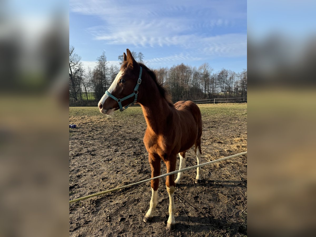 Mezzosangue Polacco Stallone  140 cm Sauro in Bodzanów