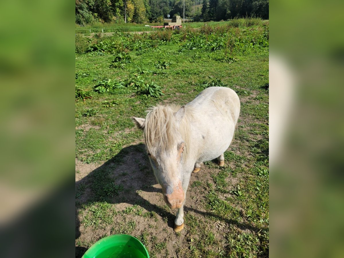 Mini Kuc Szetlandzki Klacz 11 lat 60 cm Siwa jabłkowita in Stiege