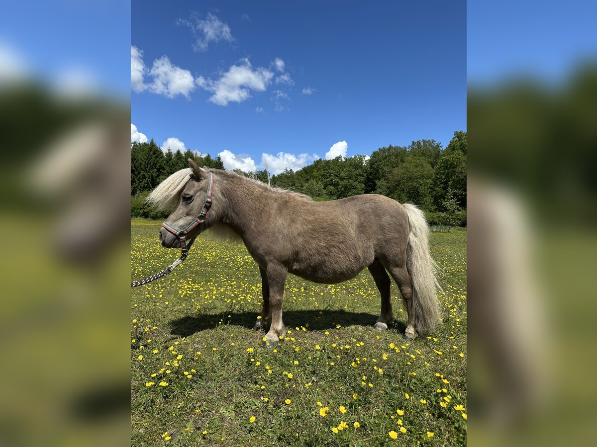 Mini Kuc Szetlandzki Klacz 15 lat Izabelowata in Wacken
