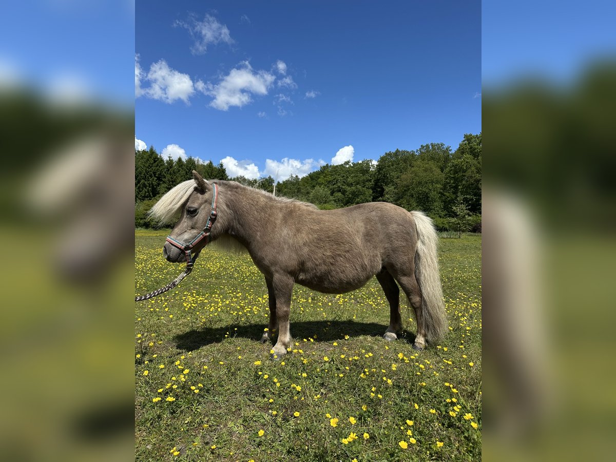 Mini Kuc Szetlandzki Klacz 15 lat Izabelowata in Wacken