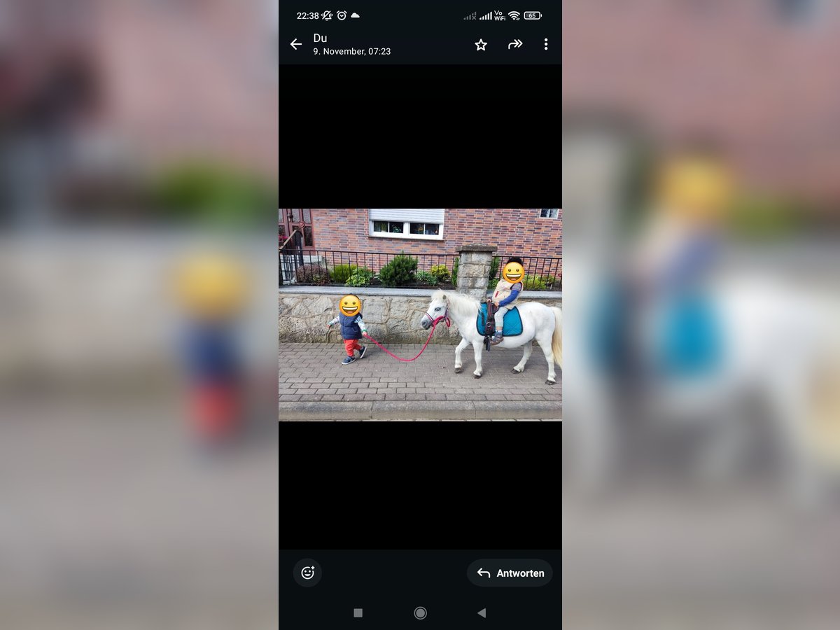 Mini Kuc Szetlandzki Klacz 17 lat 95 cm in Bad Gandersheim