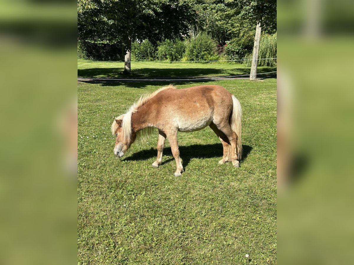 Mini Kuc Szetlandzki Klacz 4 lat 78 cm Kasztanowata in Wiek