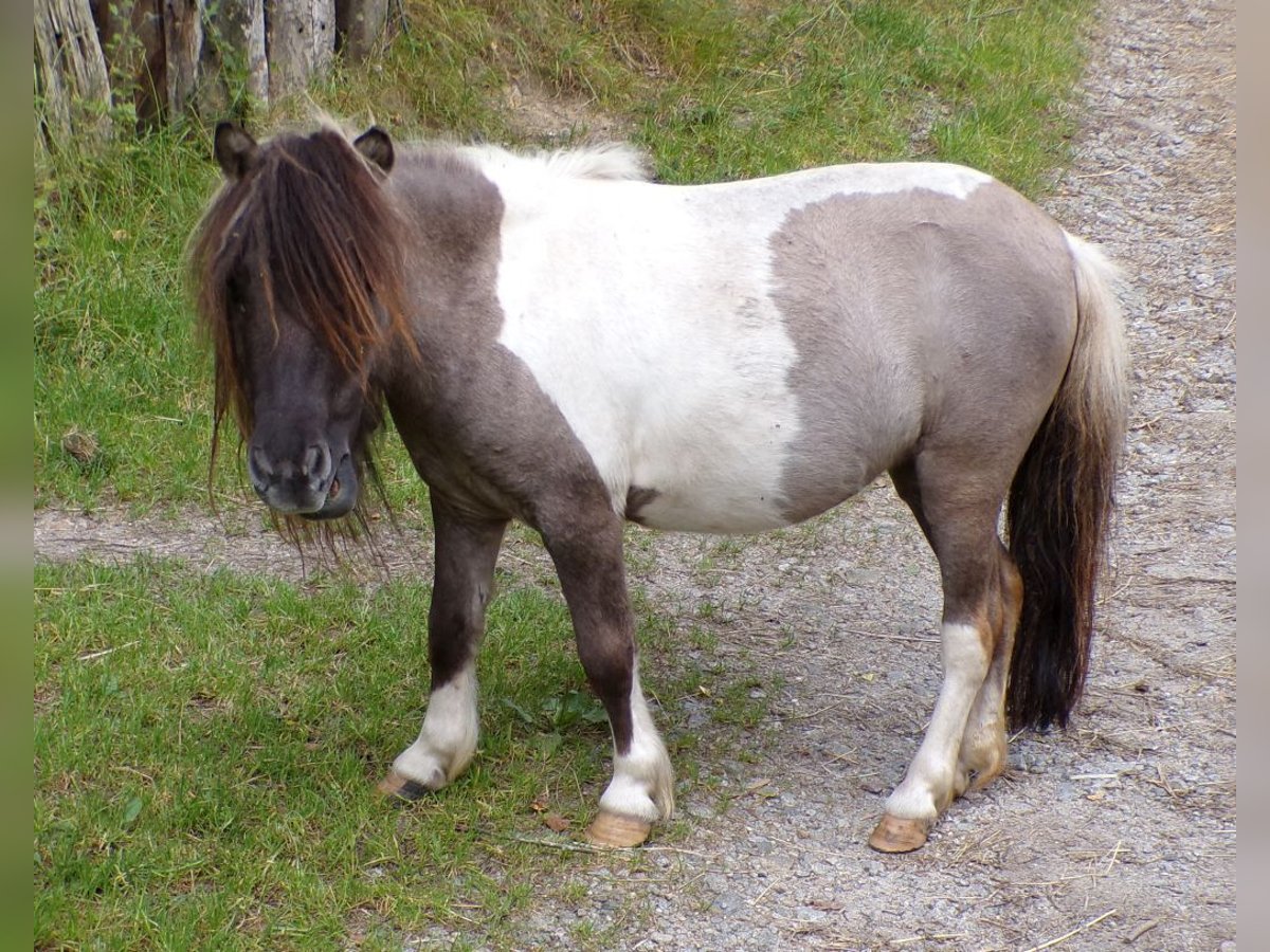 Mini Kuc Szetlandzki Klacz 5 lat 74 cm Srokata in Arnbruck