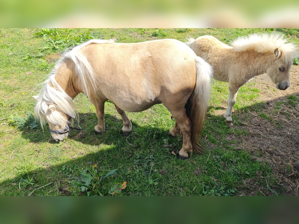 Mini Kuc Szetlandzki Klacz 5 lat 79 cm Izabelowata in Butzow