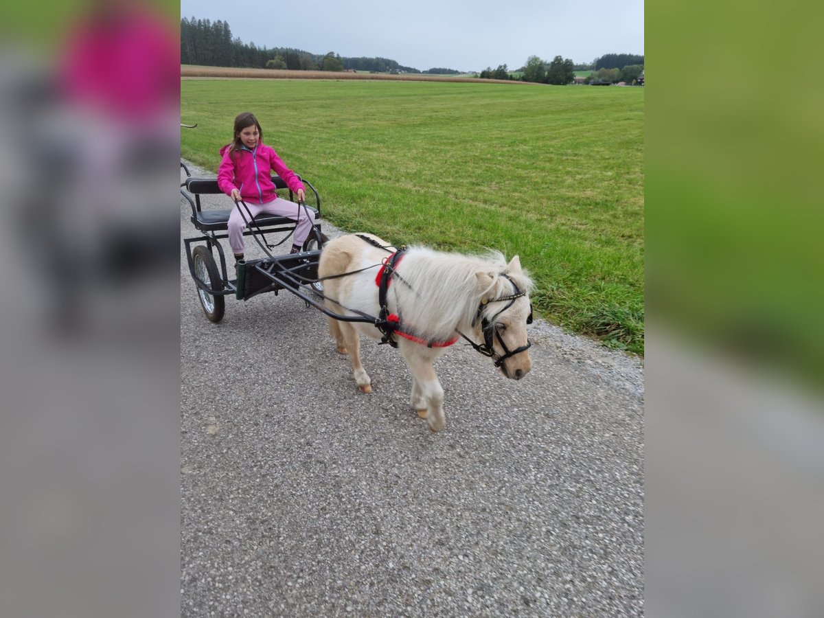 Mini Kuc Szetlandzki Mix Klacz 5 lat 86 cm Izabelowata in Kirchberg bei Mattighofen