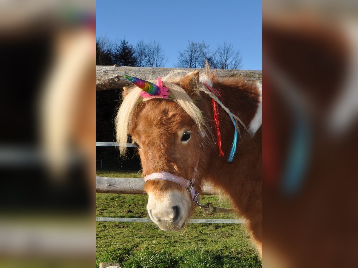 Mini Kuc Szetlandzki Klacz 5 lat 95 cm Srokata in Schwoich