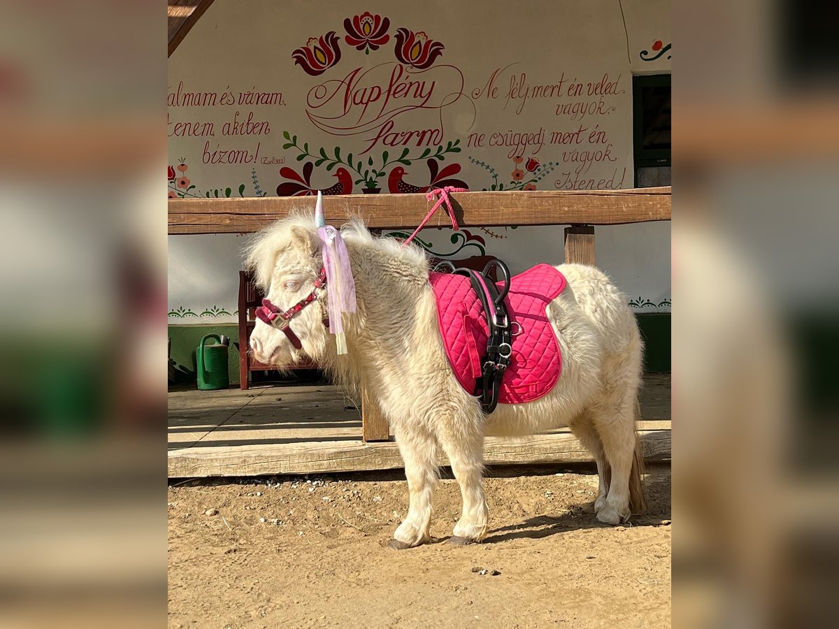 Mini Kuc Szetlandzki Klacz 7 lat 80 cm Cremello in Kisvarda