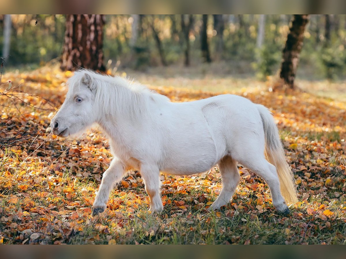 Mini Kuc Szetlandzki Klacz 8 lat 80 cm Cremello in Kisvárda