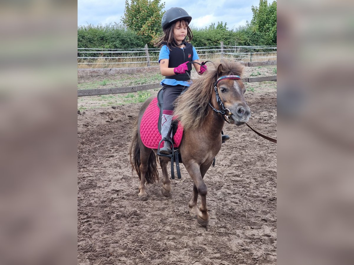 Mini Kuc Szetlandzki Klacz 9 lat 86 cm Ciemnokasztanowata in Wedemark