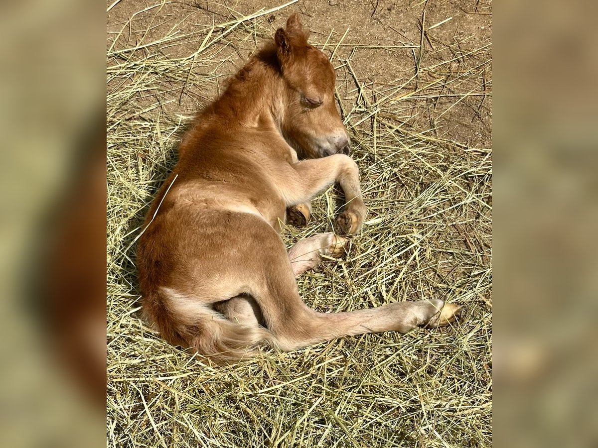 Mini Kuc Szetlandzki Klacz Źrebak (06/2025) 80 cm Kasztanowata in Gau Bickelheim