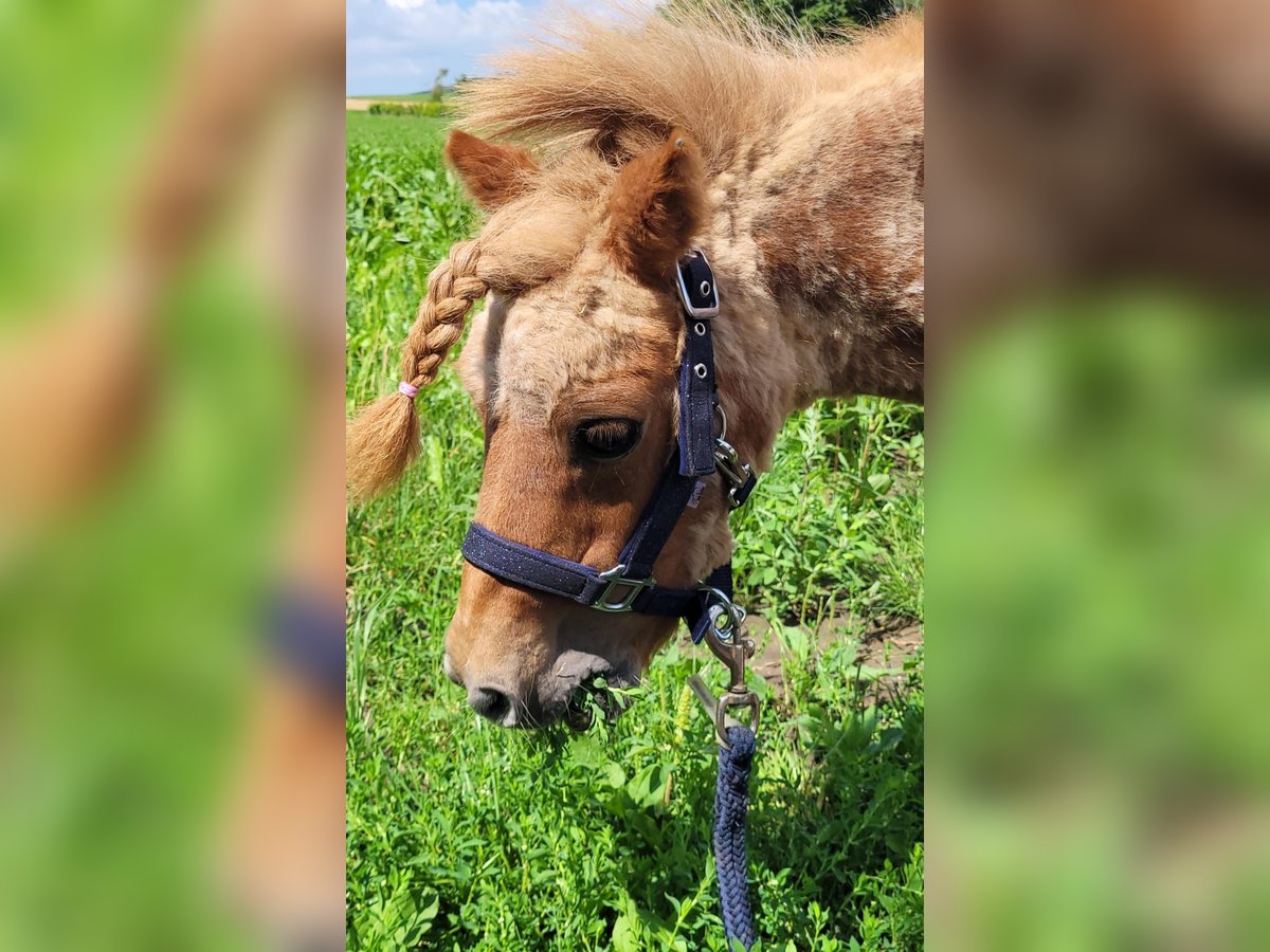 Mini Kuc Szetlandzki Ogier Kasztanowata in Gau-Weinheim