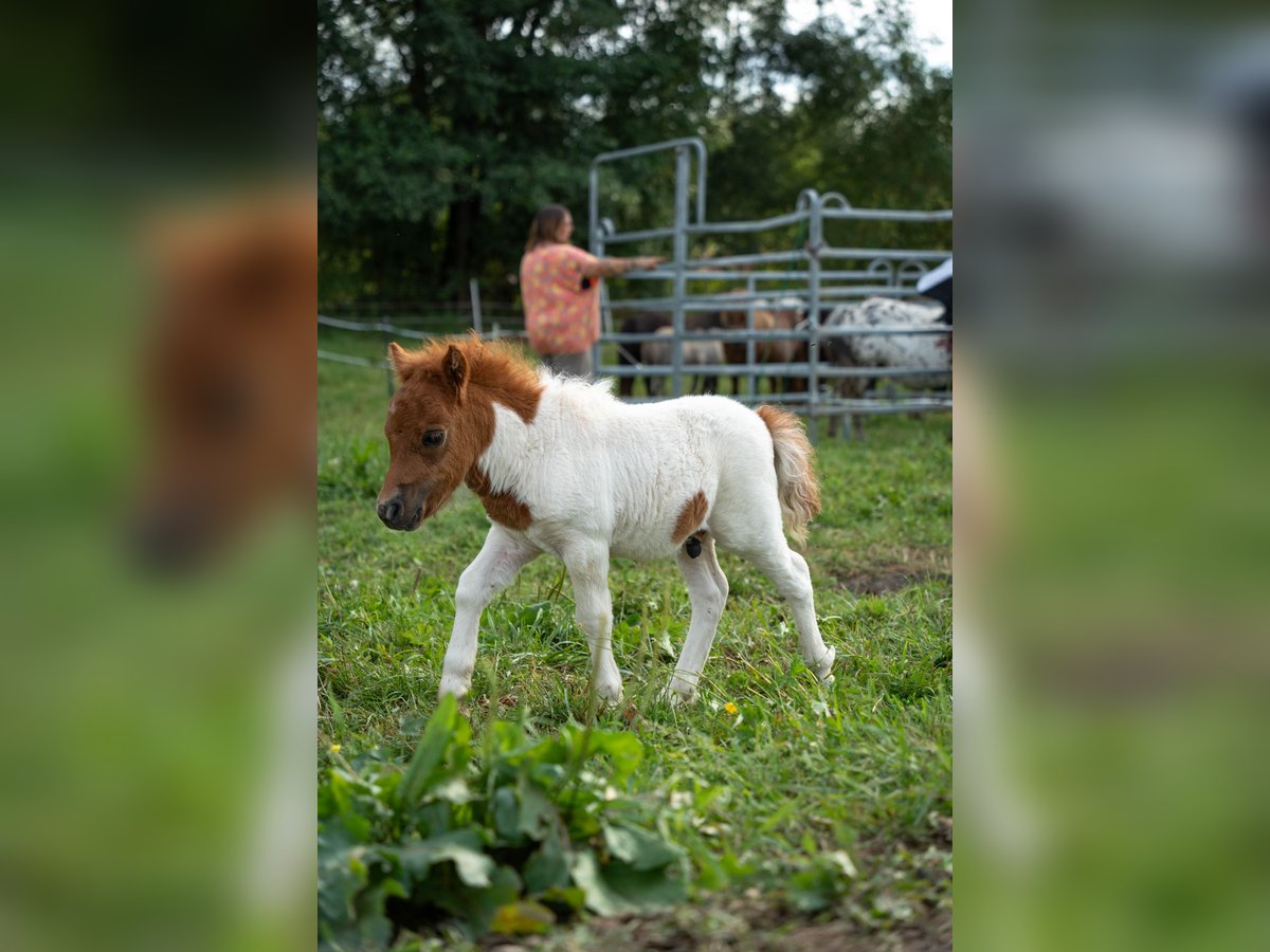 Mini Kuc Szetlandzki Ogier Źrebak (07/2024) 80 cm Srokata in Heringen (Werra)