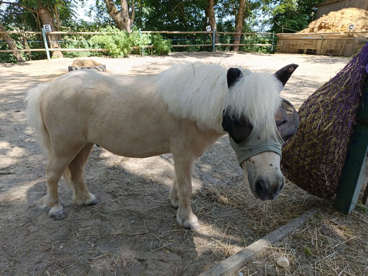 Mini Kuc Szetlandzki Wałach 3 lat 86 cm Izabelowata in Adelzhausen