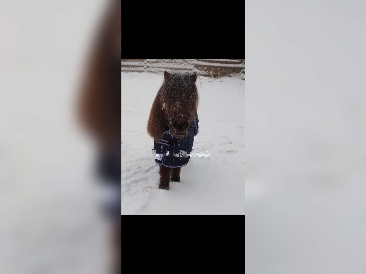 Mini Kuc Szetlandzki Wałach 4 lat 83 cm Gniada in Bornheim