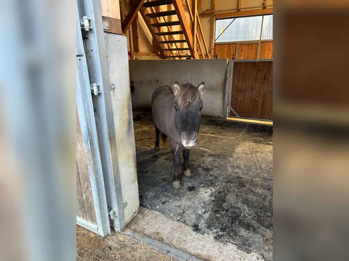 Mini Kuc Szetlandzki Wałach 5 lat 97 cm Grullo in Böheimkirchen