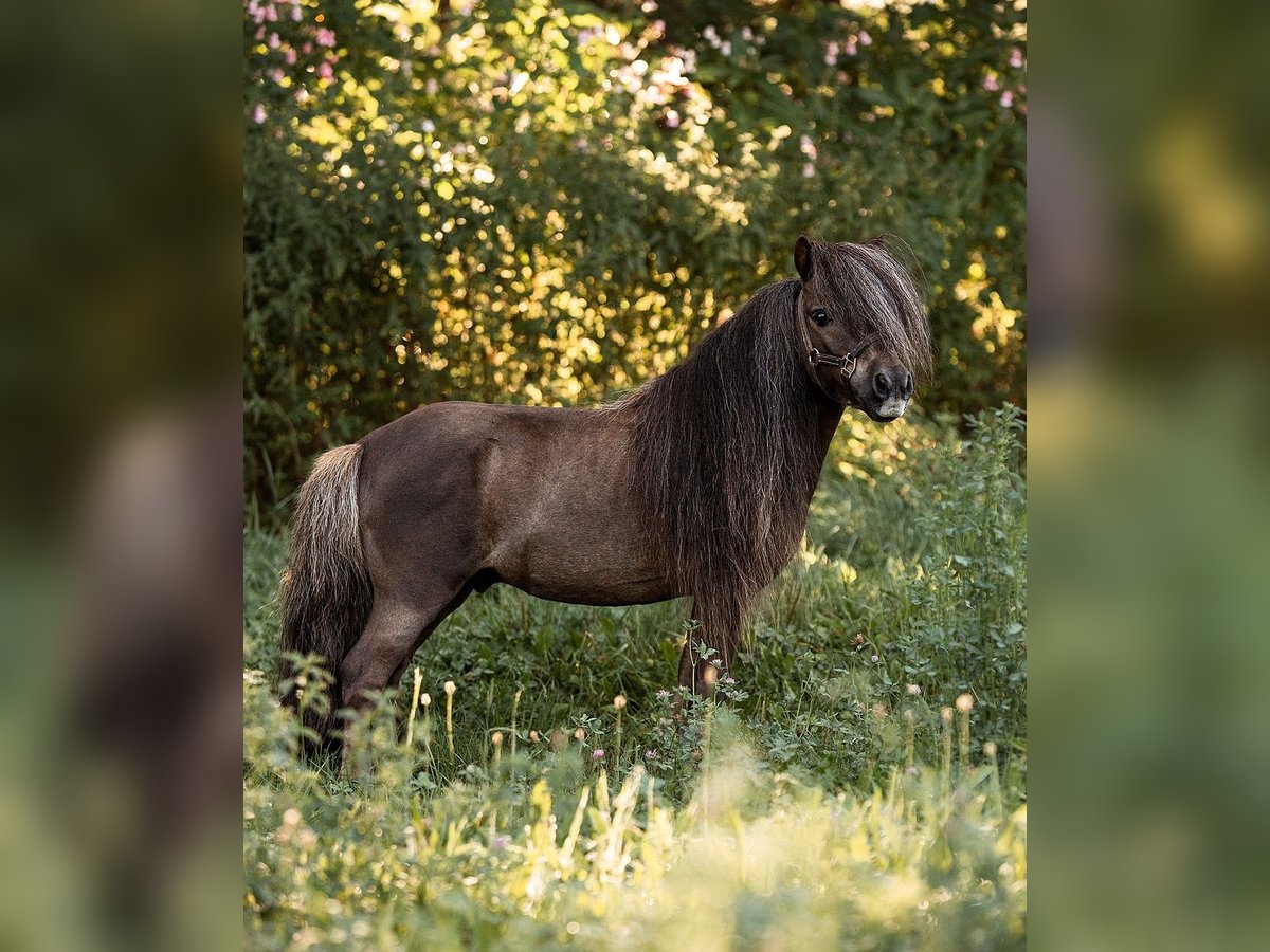 Mini poney Shetland Étalon 12 Ans 77 cm Alezan brûlé in Dietfurt an der Altmühl