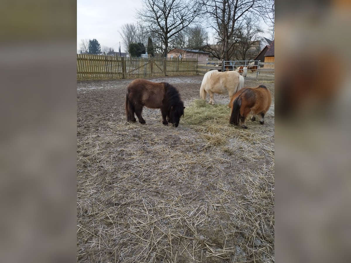 Mini poney Shetland Étalon 1 Année 68 cm Gris (bai-dun) in Berthelsdorf