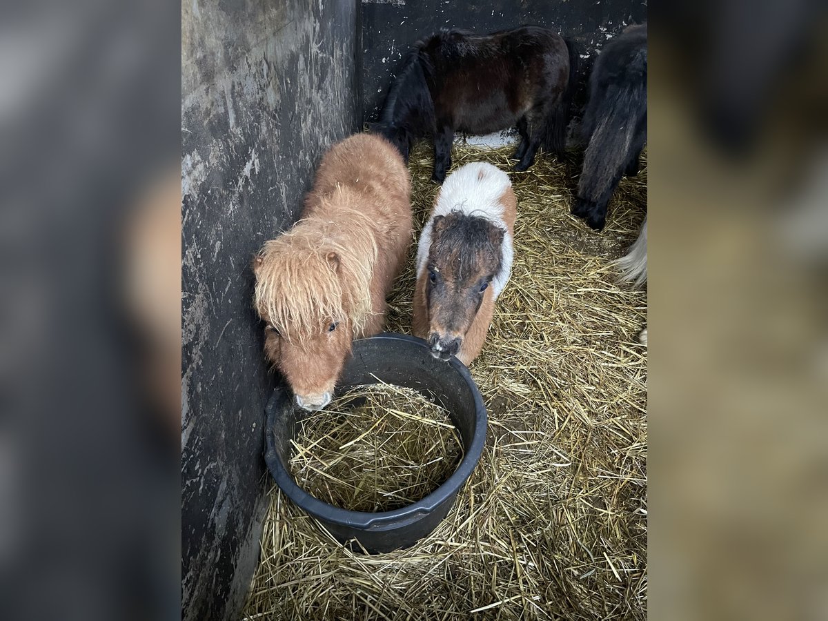 Mini poney Shetland Étalon 1 Année 75 cm Alezan in Norderstedt