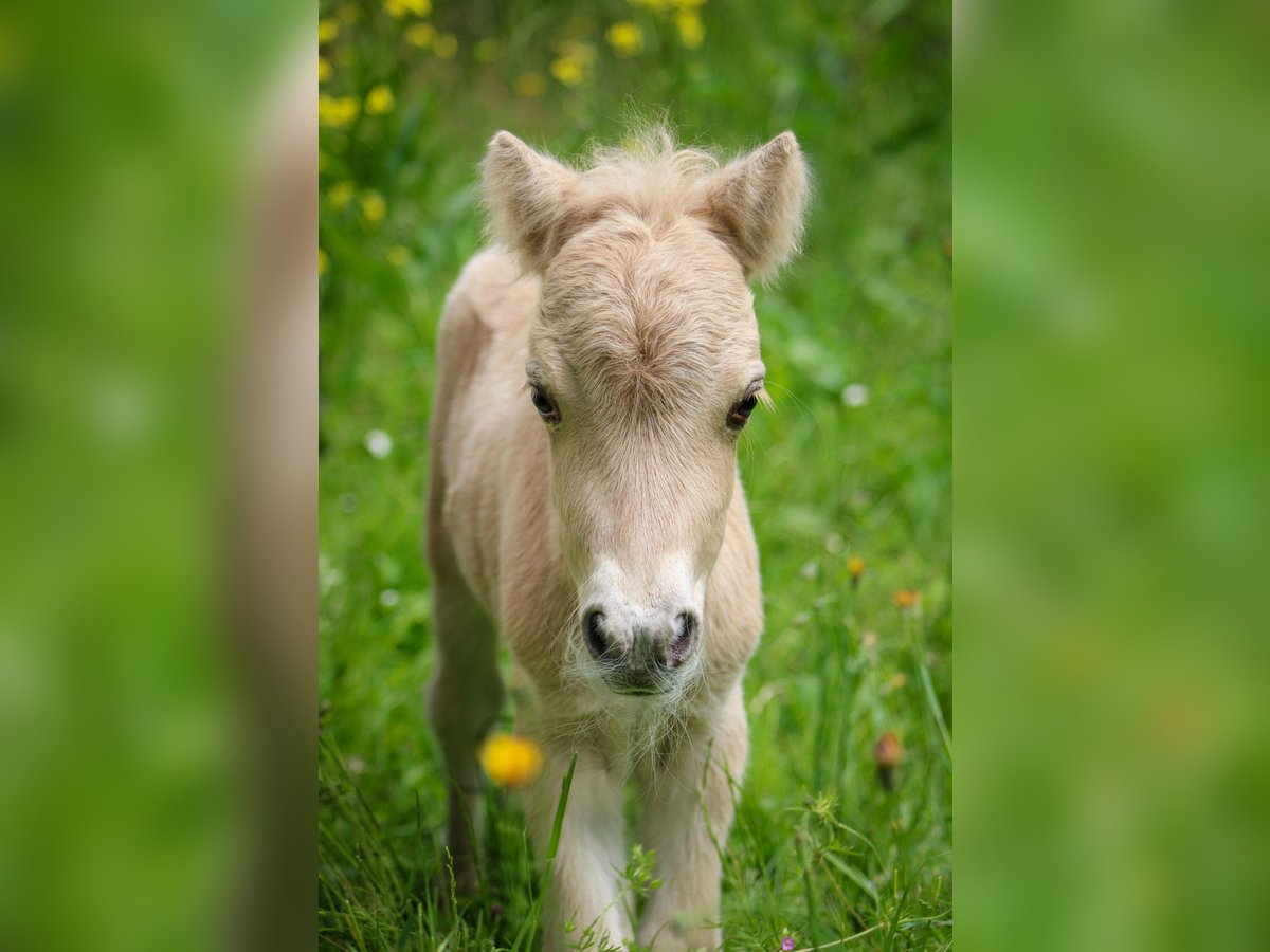 Mini poney Shetland Étalon 1 Année 85 cm Palomino in Mülheim-Kärlich