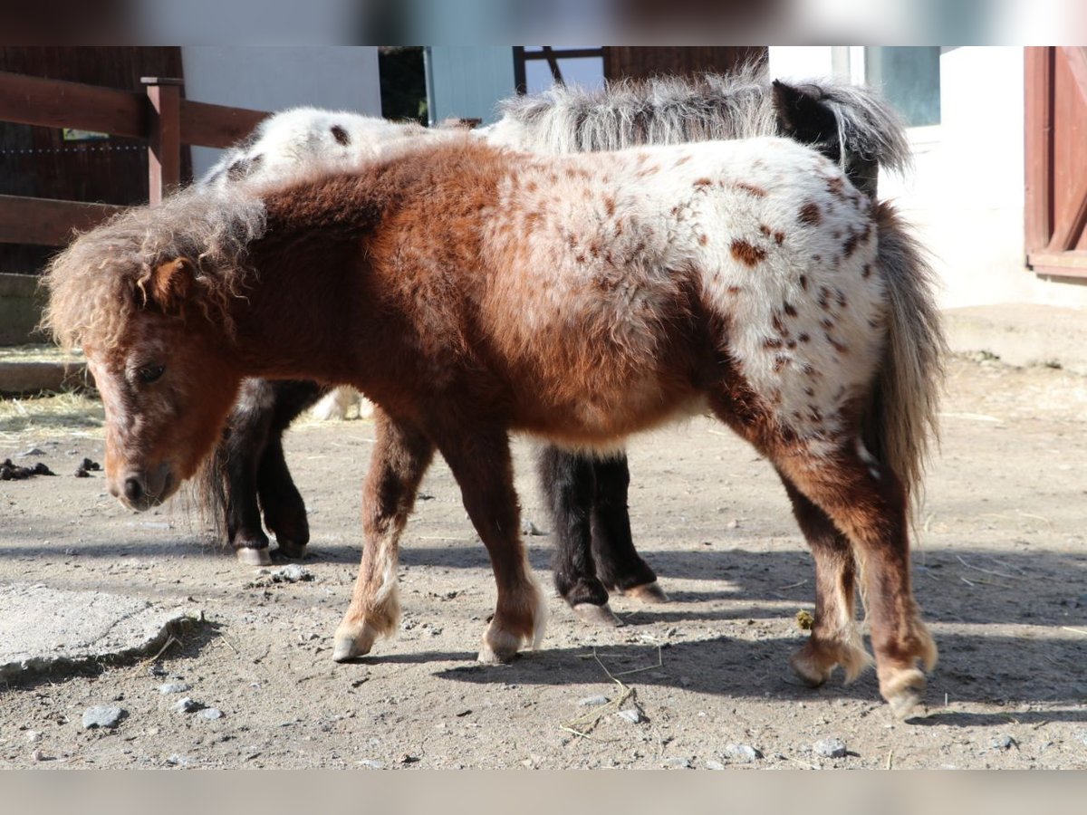 Mini poney Shetland Étalon 1 Année 86 cm Léopard in Aue-Bad Schlema