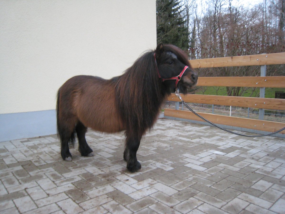 Mini poney Shetland Étalon 22 Ans 75 cm Gris noir in Berthelsdorf