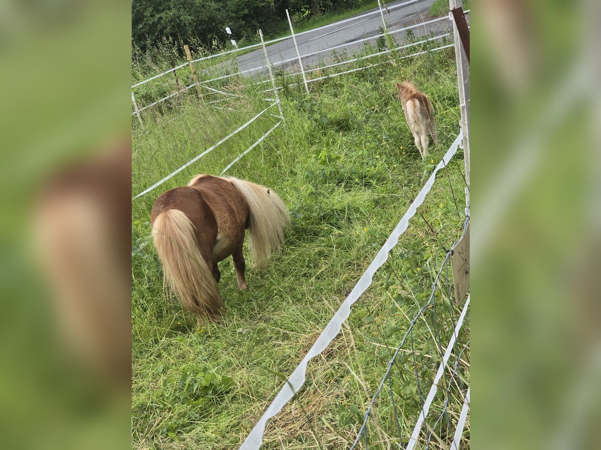 Mini poney Shetland Étalon 2 Ans 65 cm Bai clair in B&#xFC;hren