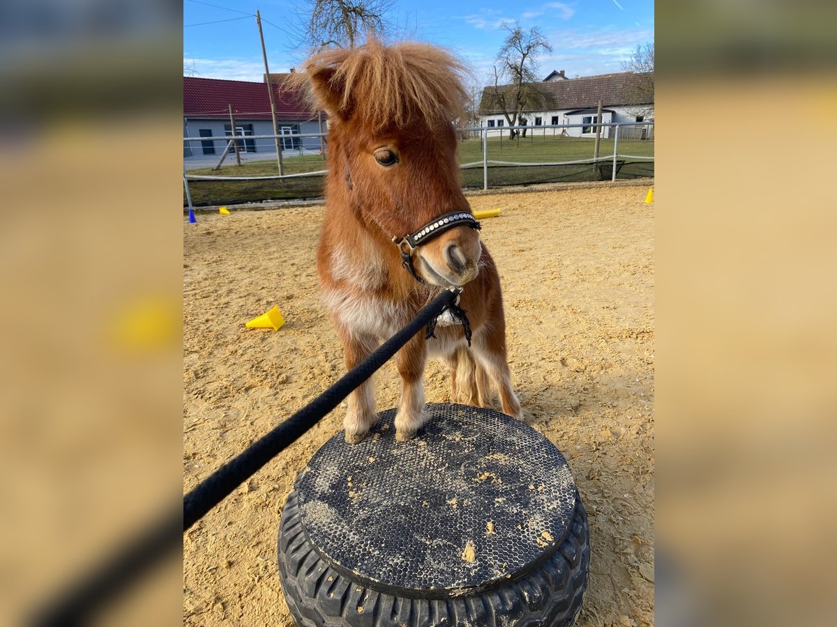 Mini poney Shetland Étalon 2 Ans 78 cm Alezan in Schnelldorf